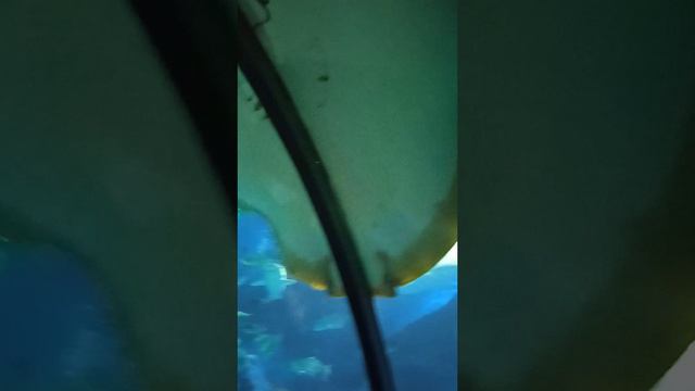 Акулы и скаты,🦈💦💯🔥🔥🔥🔥