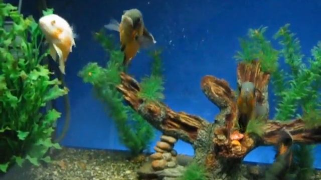 Астронотусы 700 литров Astronotus ocellatus смотреть онлайн