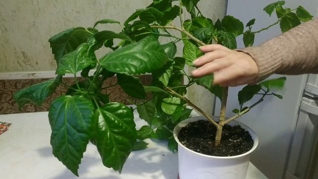 Обрезка гибискуса смотреть онлайн