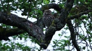 Совы, 13 видов сов в одном видео и примеры их голосов
