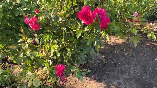 Розы W. Kordes’ Söhne 6 сортов смотреть онлайн