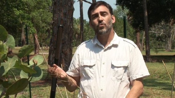 Growing Vegetables From Seeds : How to Grow Lemongrass Seed