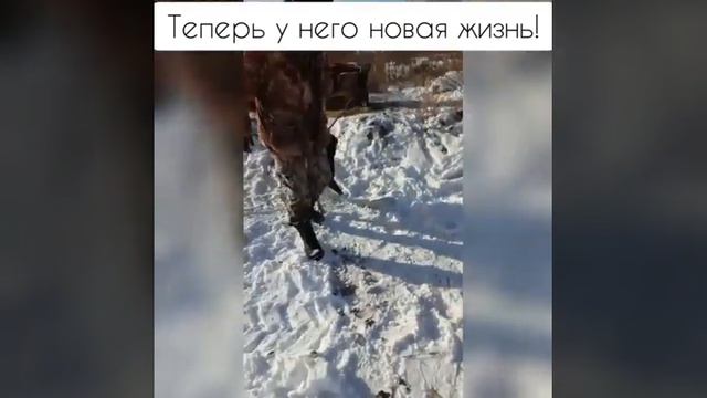 Амурскому Хатико нашли хозяина смотреть онлайн