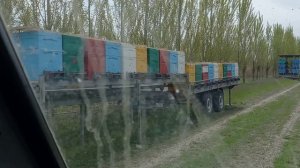 Опыляем сады 2023.