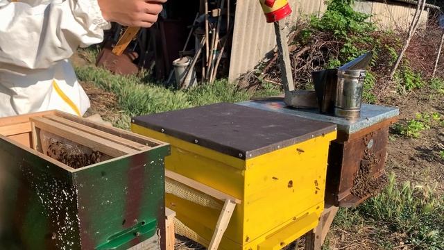 Пересаживаю 5 пойманых роев/Ловля роев 2022 смотреть онлайн