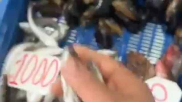 سعر السمك اليوم بالجزائر\سوق السمك اليوم مسمسكة خوجة ميناء زموري смотреть онлайн