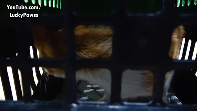 stray cat uni is very sick and has to trust people смотреть онлайн