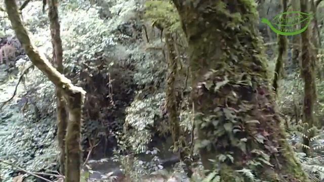 Восхождение к самому старому дикому чайному дереву в мире, 2700 лет смотреть онлайн