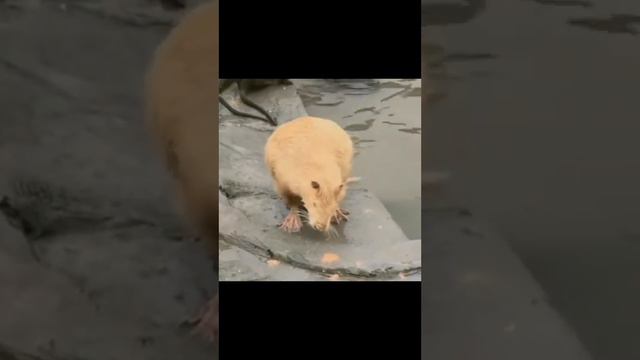 Мир животных 4. смотреть онлайн