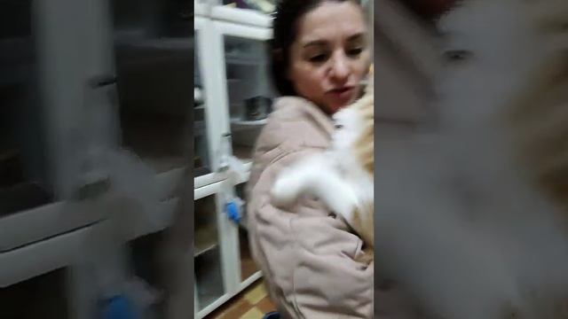 Котику срочно нужен дом!