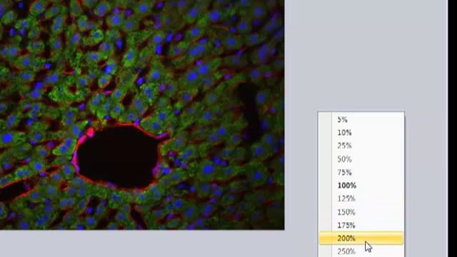 Zoom in on Areas of Interest with Image-Pro Insight Software смотреть онлайн