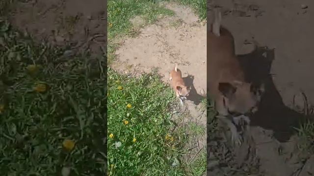 Кто здесь главный по Майнкрафту?! смотреть онлайн