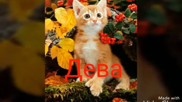 Кошачий гороскоп смотреть онлайн