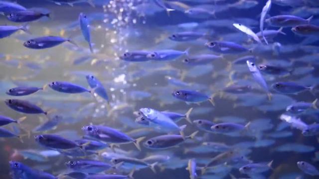 Звуки подводного мира / Underwater Sounds With Nature Oceanscapes & Underwater Animals