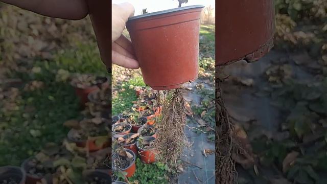 Свои саженцы ежевики сорта Карака Блэк. смотреть онлайн