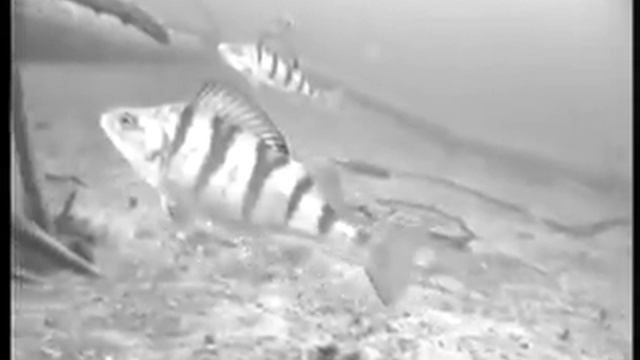 Ловля окуня зимой. Обзор подо льдом смотреть онлайн