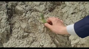 Уроки Гармонии(2013) - Кинематография