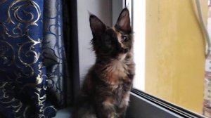 Редкий черепаховый котёнок мейн кун, 3 месяца 😻