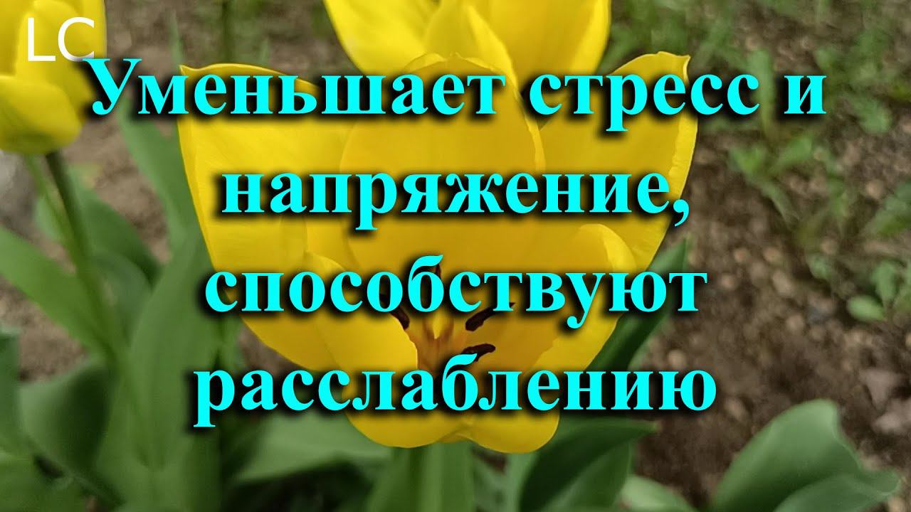 Наслаждение звуками природы восстанавливают нервную систему. #музыкадлясна #naturesounds