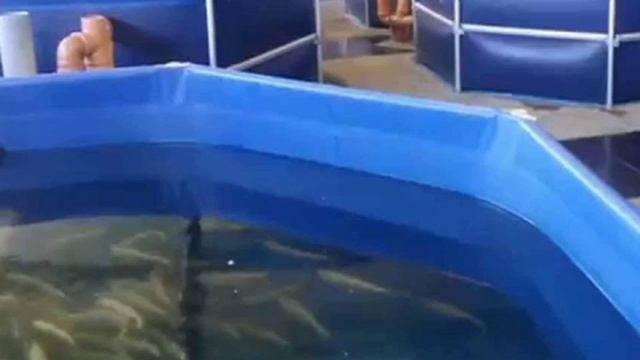 Бизнес идея: Выращивание осетра в домашних условиях смотреть онлайн