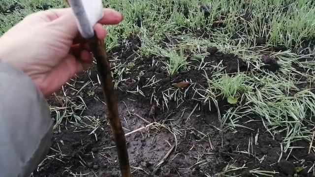 Дача конец сентября убираем и сажаем. смотреть онлайн