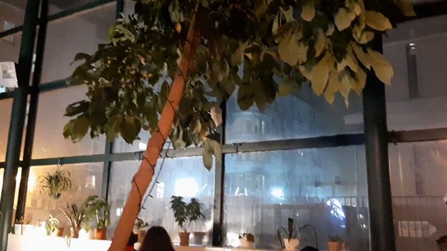"Шоколад-бар" - кафе-оранжерея на Петроградской в Санкт-Петербурге смотреть онлайн
