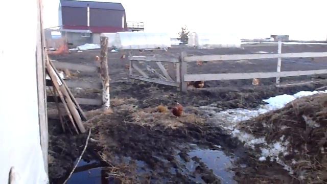 Куры занеслись ..........ждем тепла . смотреть онлайн