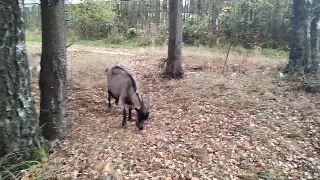 Как и почему пропускала охоту у козы смотреть онлайн