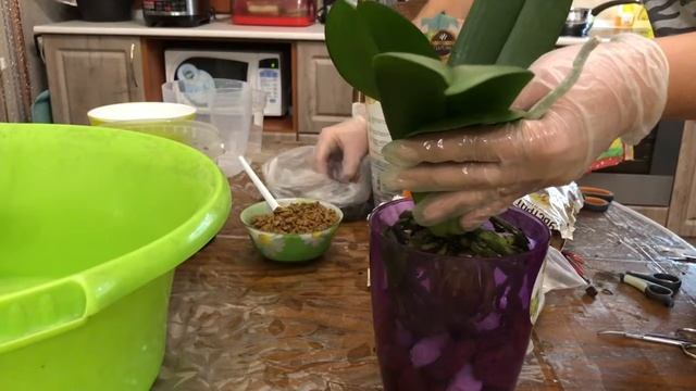 Пересадка?Орхидеи?Закрытая система? смотреть онлайн