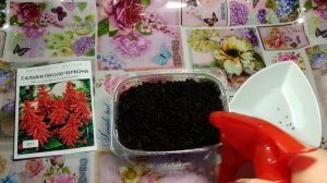 ?#Сальвия. Правильный посев семян. Первые всходы.