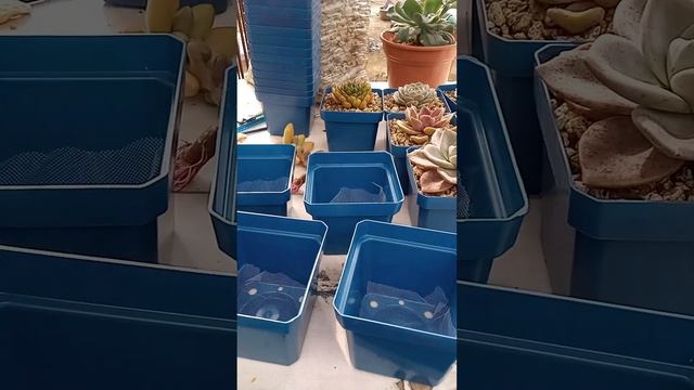 MAS TRASPLANTES, TRASPLANTES смотреть онлайн