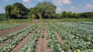 ,,Гербецыд". Не делайте такие ошибки.