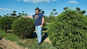 Топиарная стрижка ели обыкновенной, мастер-класс