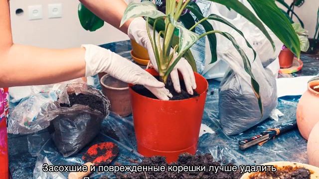 Пересадка комнатных растений, как правильно пересадить комнатный цветок смотреть онлайн