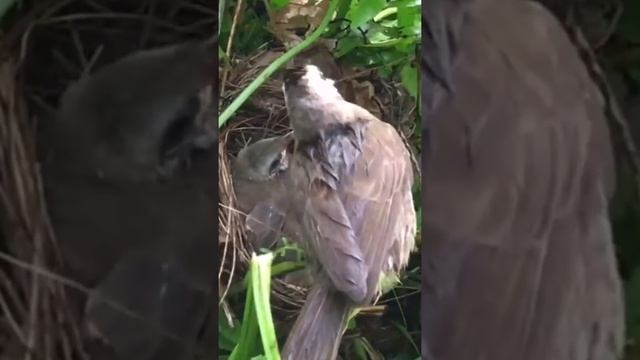 Bulbul Chicks Are Ready To Leaving The Nest – Yellow-Vented Bulbul (Bird Watching) смотреть онлайн