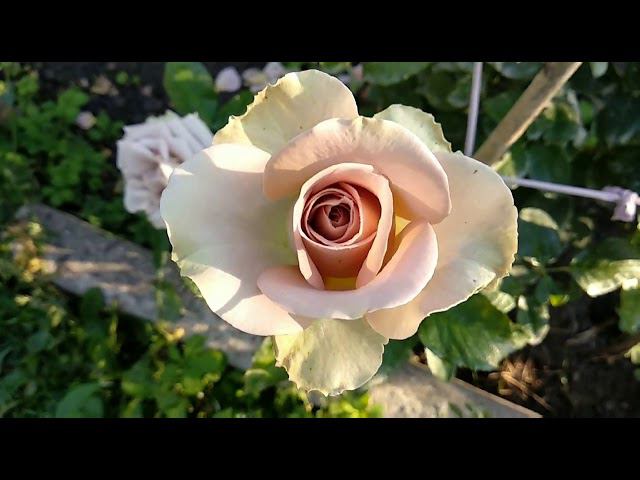 Розы. Планируем посадки роз: расстояние между розами. смотреть онлайн