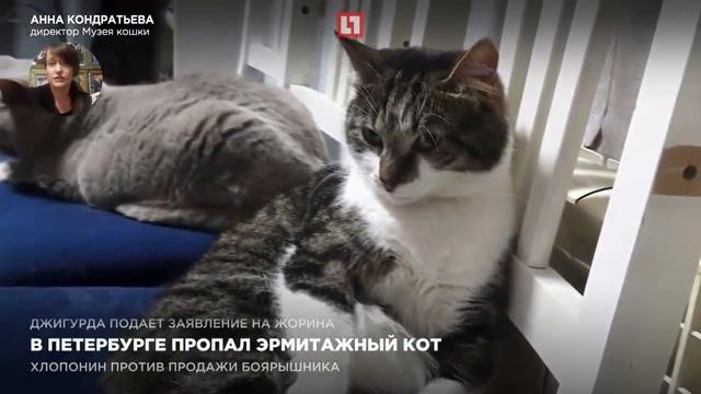 В Петербурге пропал эрмитажный кот смотреть онлайн