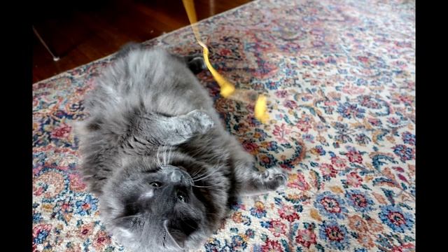 SONY RX100 V :: WOW! смотреть онлайн