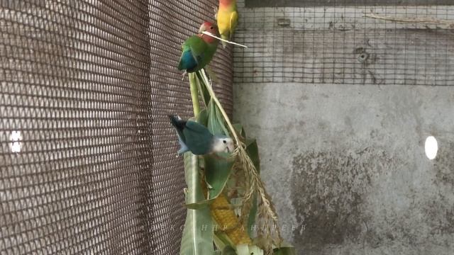 Розовощекие неразлучники / Lovebirds