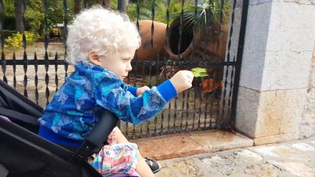 Майорка ч. 1 / Botanicactus / Caló des Moro / Вальдемоса / Son Marroig / Port de Sóller / Альфабия смотреть онлайн