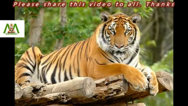 The Bengal tiger an endangered animal смотреть онлайн