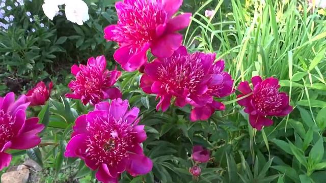 Пион БЕНДМАСТЕР ?? Paeonia BANDMASTER: обзор, описание, цветение, отзыв смотреть онлайн