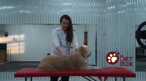 Успокаивающий массаж для собак