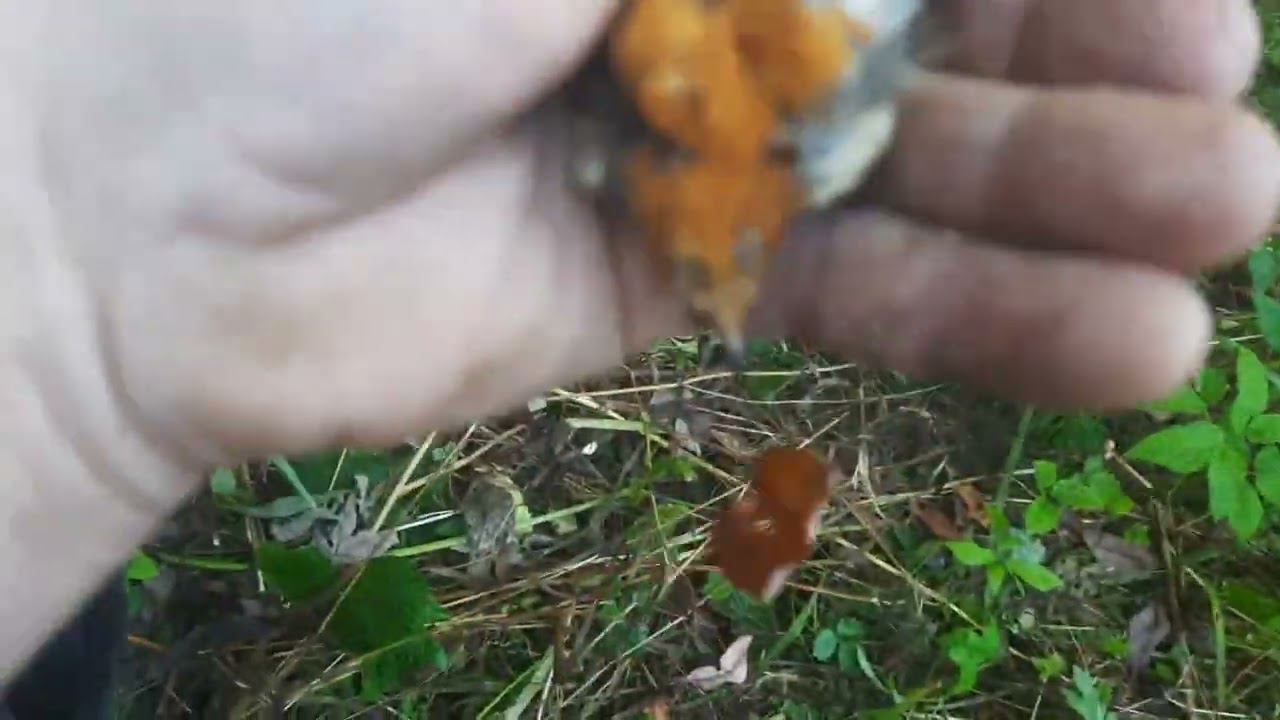 Ловля птиц 14 августа 2022 год. смотреть онлайн