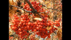 Нани Брегвадзе Ах,эта красная рябина