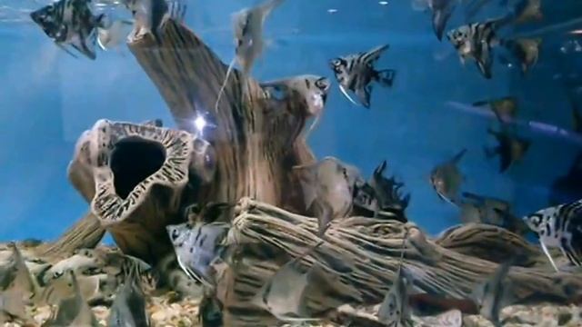 скалярия мраморная смотреть онлайн