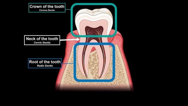 Oral Vestibule (Lips, Cheeks, Teeth, Gums) - Oral Cavity Anatomy