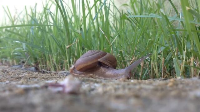 История улитки Легкое видео для успокоения нервов смотреть онлайн