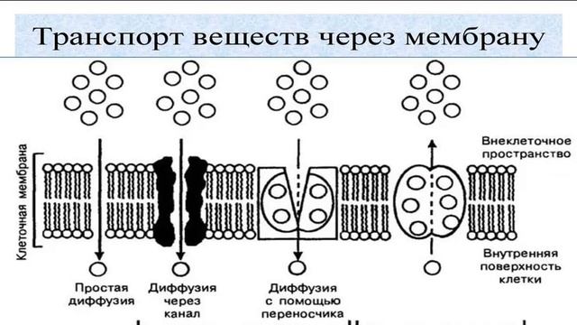 Типы клеток. Биологические мембраны смотреть онлайн
