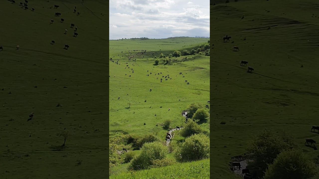 Sounds of Nature in the Pasture - Soon on the Channel смотреть онлайн
